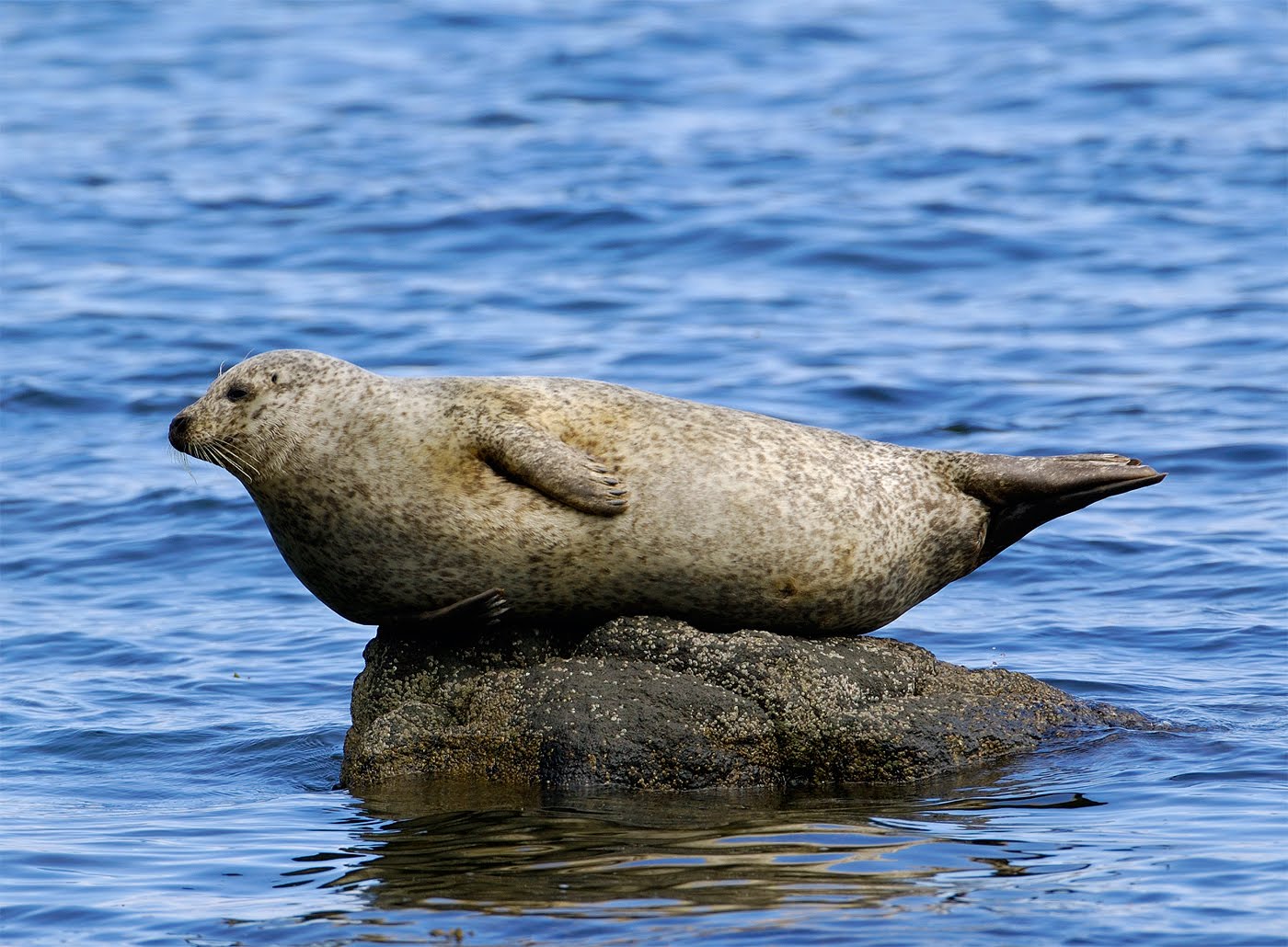 Scottish Wildlife Blog Kildonan, Isle of Arran