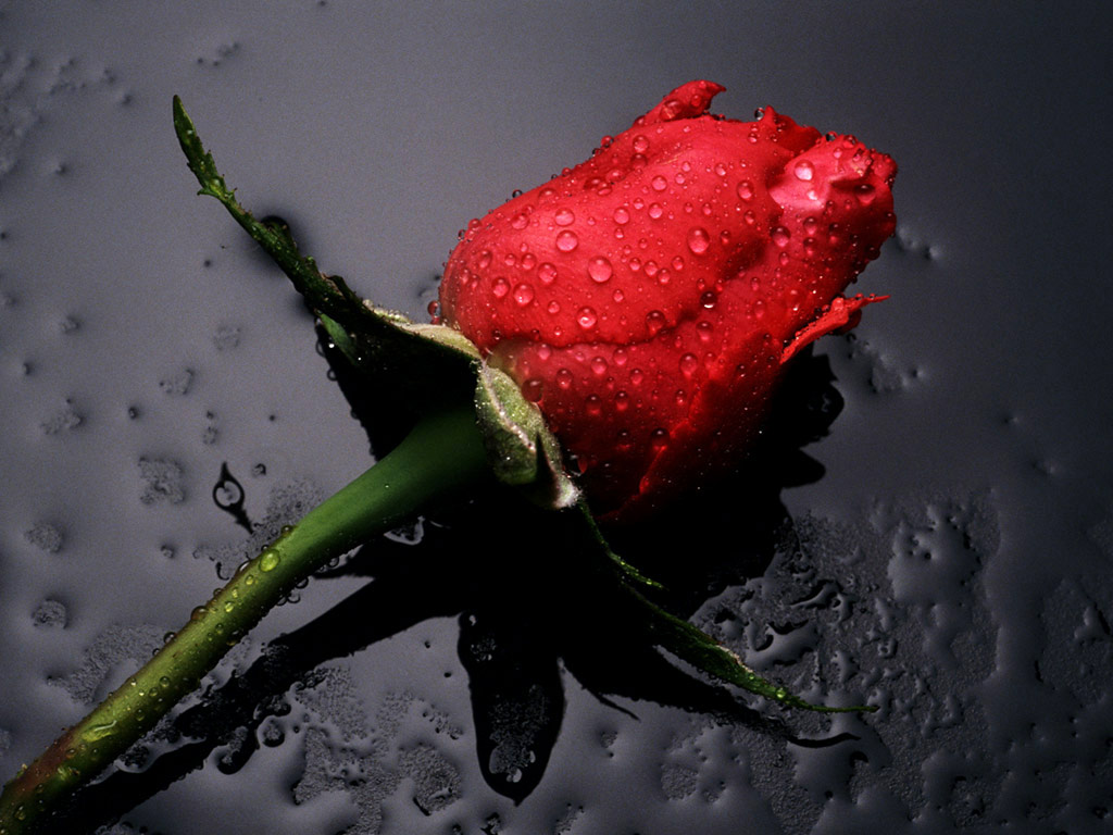 http://1.bp.blogspot.com/-v-N7gqtYr4w/TYDIH7BH6sI/AAAAAAAAS-4/La5fO30qMXI/s1600/Red_Rose_flowers.jpg