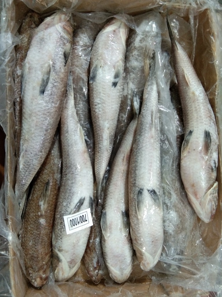 Lizard fish The best quality, frozen fish in Bangladesh