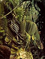 Translucent Humanoid Beings