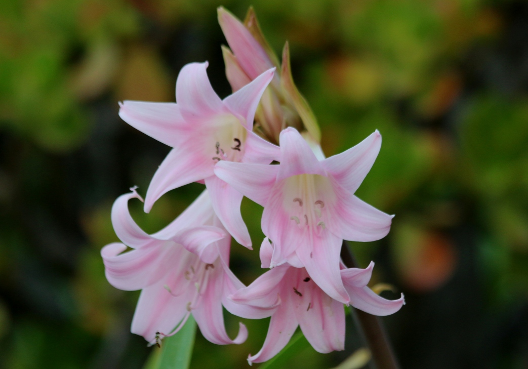 A photo, A thought............ Plant Belladonna lily.......