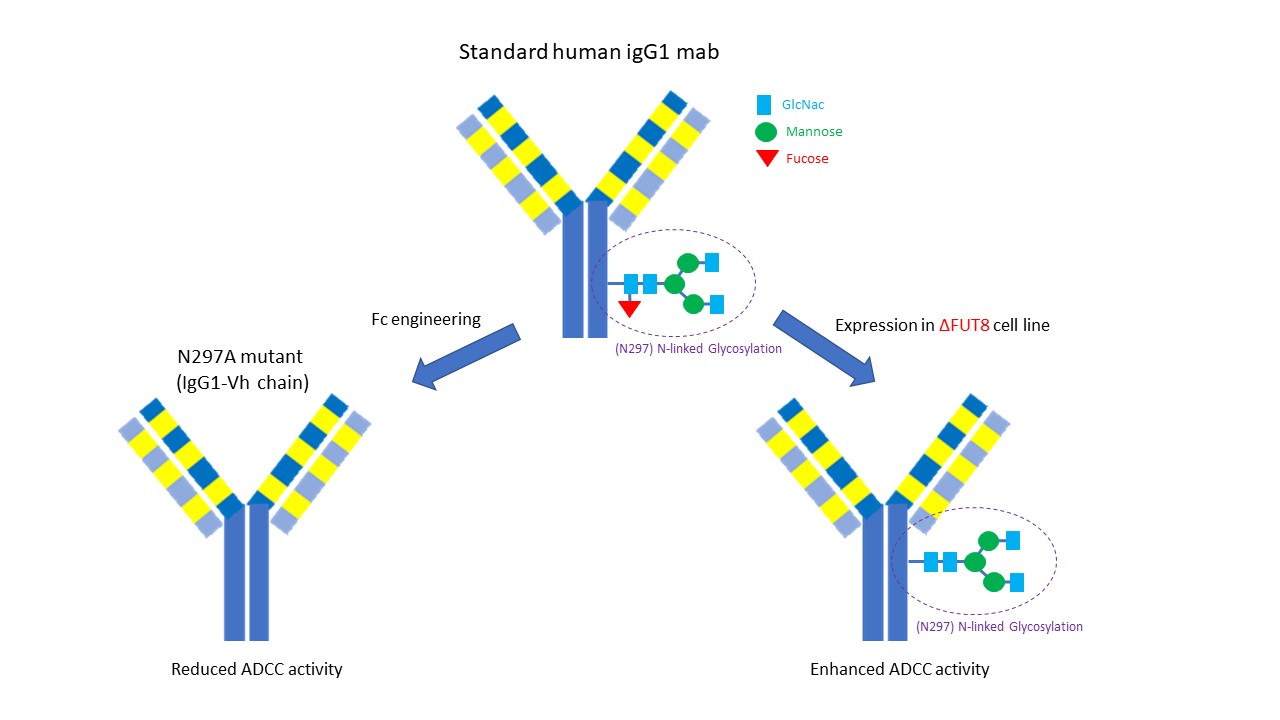 ProteoCool ProteoCool Pills10 Use of 2FPeracetylFucose to produce