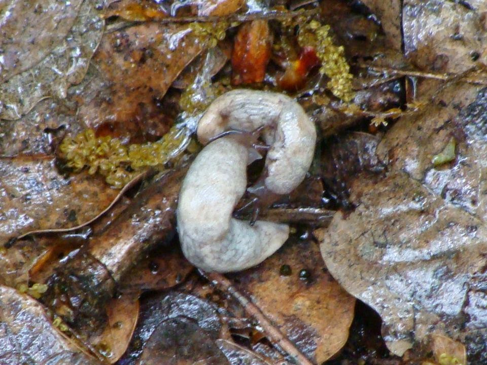 Snails and Slugs from Romania Deroceras (Deroceras) reticulatum
