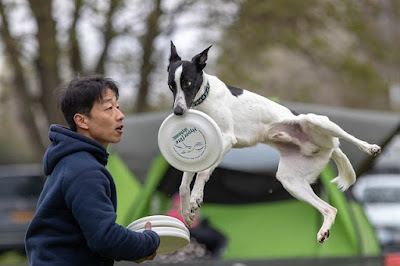 alt="perro recuperando un frisbee en el aire"