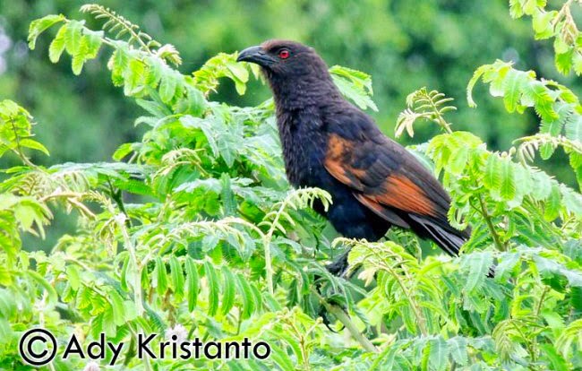 Tips Cara Merawat Burung Bubut Bunyi Nyaring Gacor Burung Muda Beng