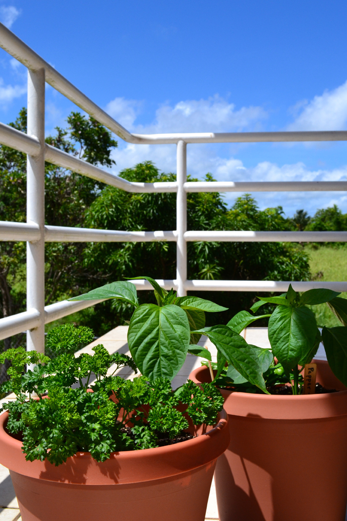 Container Gardening in Puerto Rico Roll Call