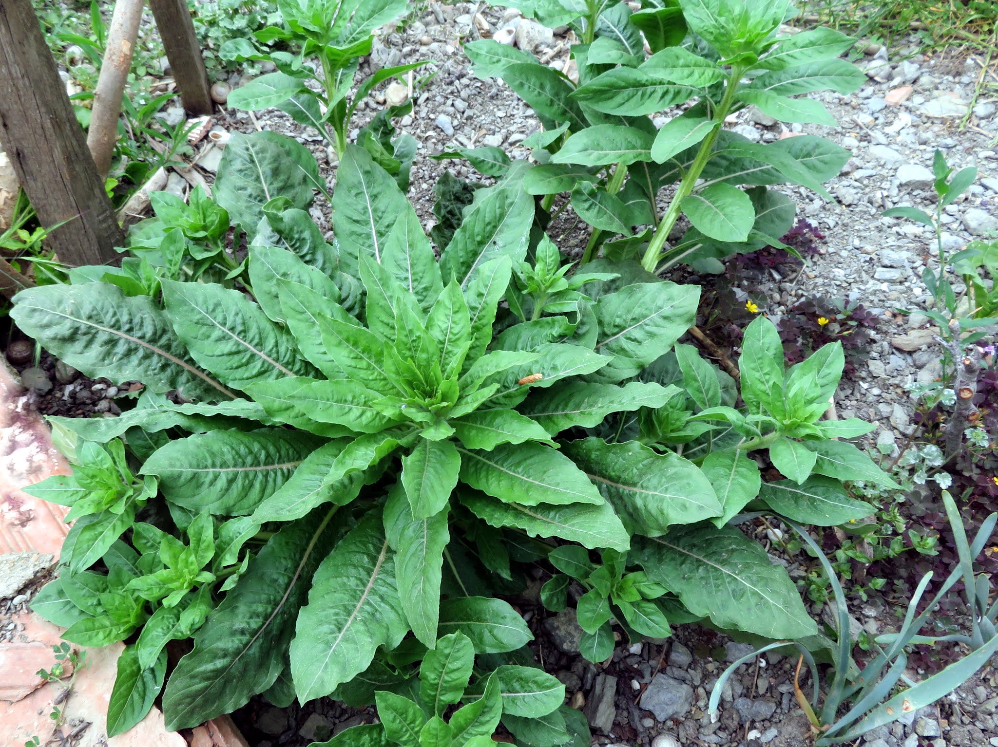 Цветок с розеткой из листьев. Цветок с розеткой из листьев. Цветок с розеткой из листьев. Цветок с розеткой из листьев. Розы из листьев деревьев.