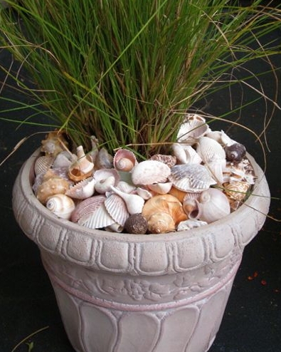 seashell pot