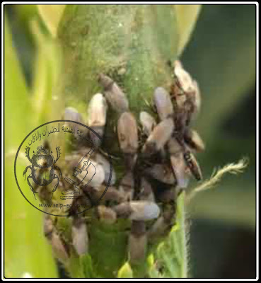 مظهرالإصابة ببق بذرة القطن Cotton seed bug 