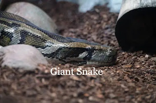 Giant Snake