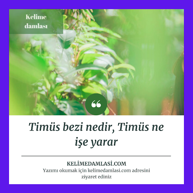 Timüs bezi nedir, Timüs ne işe yarar