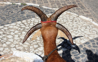 Bode com quatro chifres chama atenção na cidade de Monte Santo