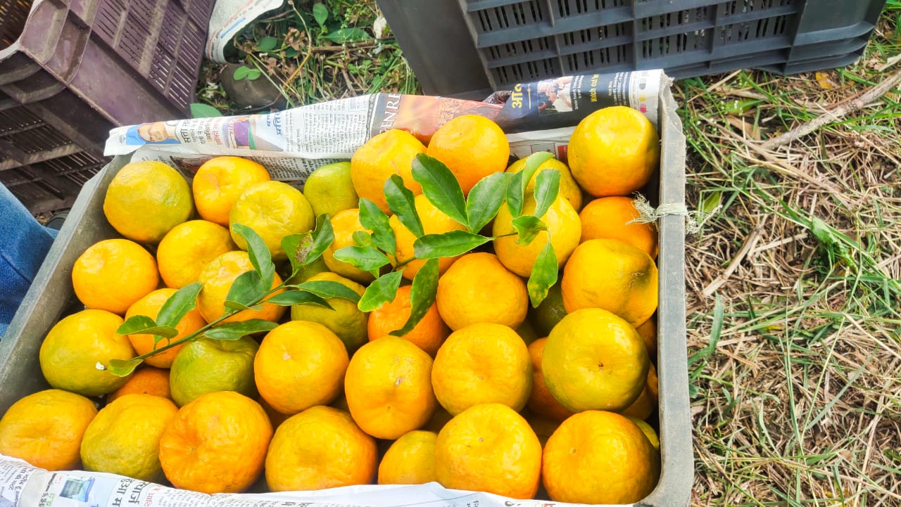 Order Nagpur Oranges Directly Form Farms at 12rs