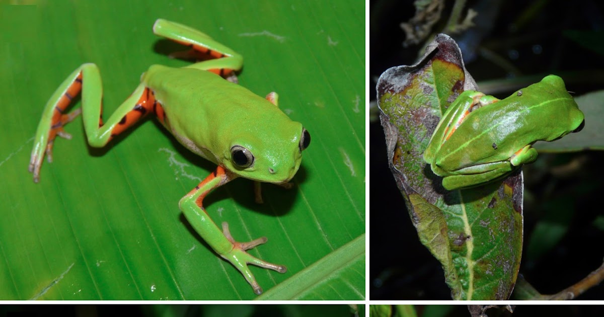 Species New to Science [Herpetology • 2020] Pithecopus gonzagai • A