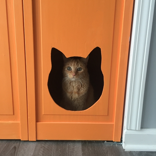 Runs for Cookies Mental Health Struggles