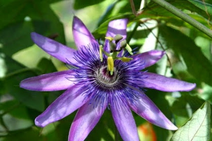 Manfaat Tumbuhan Passiflora Bagi Kesehatan
