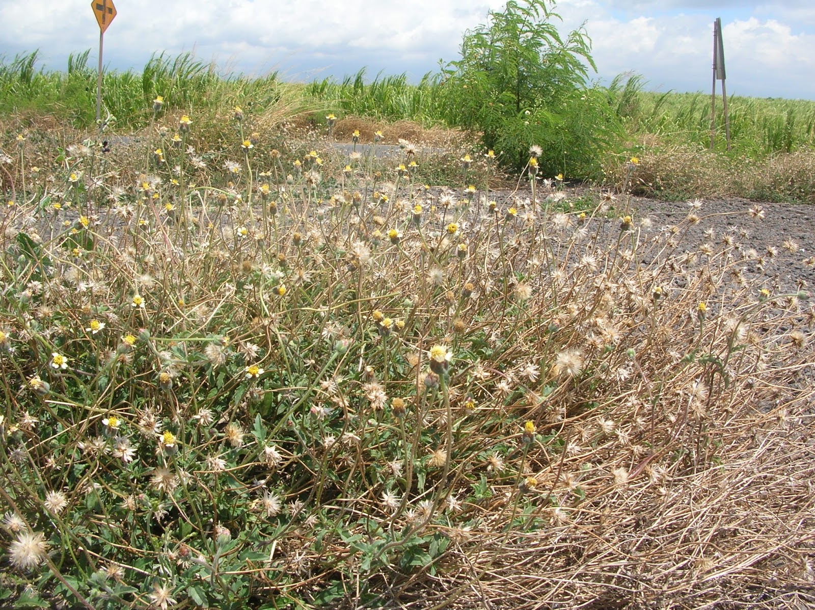 Plant World Tridax procumbens