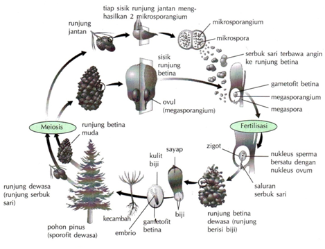 frotiați papilomele cu levomekol taxonomia platyhelminthes cervicale