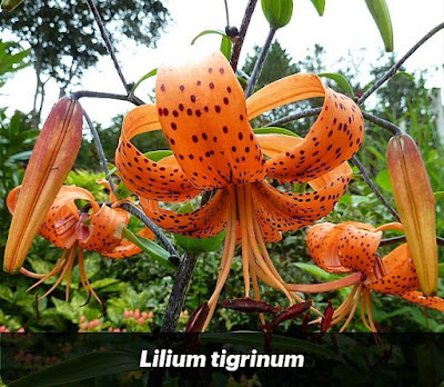 Lilium tigrinum (homeopathie)