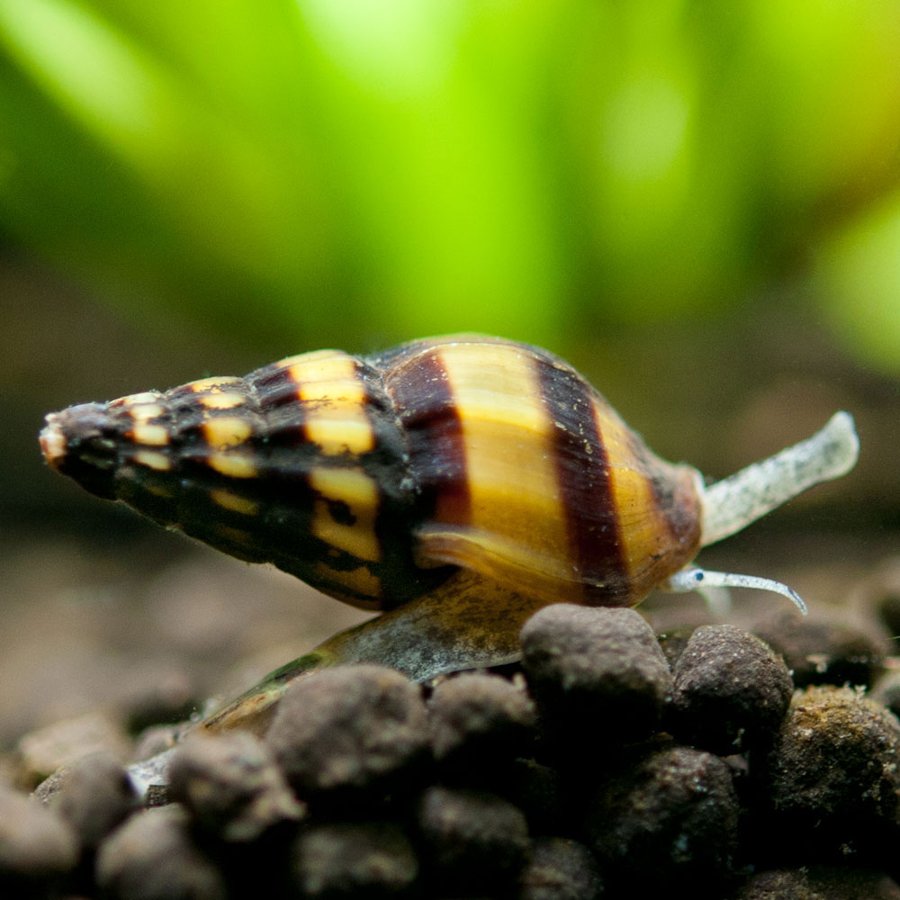 assassin snail assassin snail