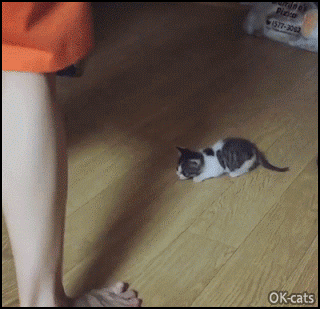 Snuzzy Kitten GIF • Cutest kitty attacks human foot. “Roar I'm a ferocious beast!“ Snuzzy Kitten GIF • Cutest kitty attacks human foot. “Roar I'm a ferocious beast!“