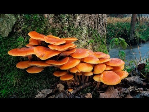 Kryšotovy houby