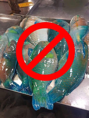 Tolong Jangan Makan Ikan Bayan Kerana Terancam