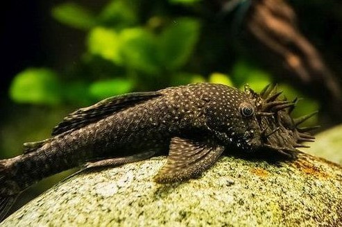 Ikan B Pleco Cocok dengan Manfish