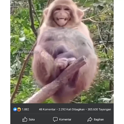 download video facebook