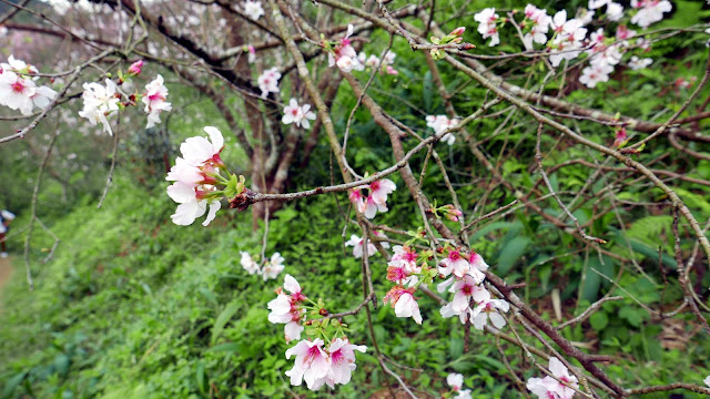 【新北市新店區 / 旅遊 / 步道健走】 騰龍御櫻半日健走 新店秘境 北市近郊 老泉里