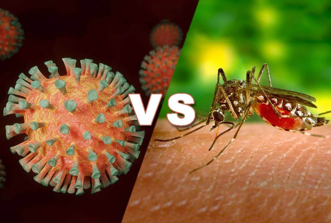 difference between dengue fever and COVID-19