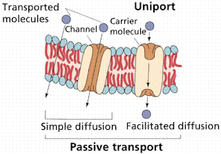 Passive membrane transport processes include? - Answers Passive membrane transport processes include? - Answers