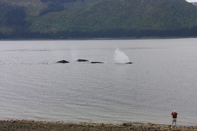 alaska whales