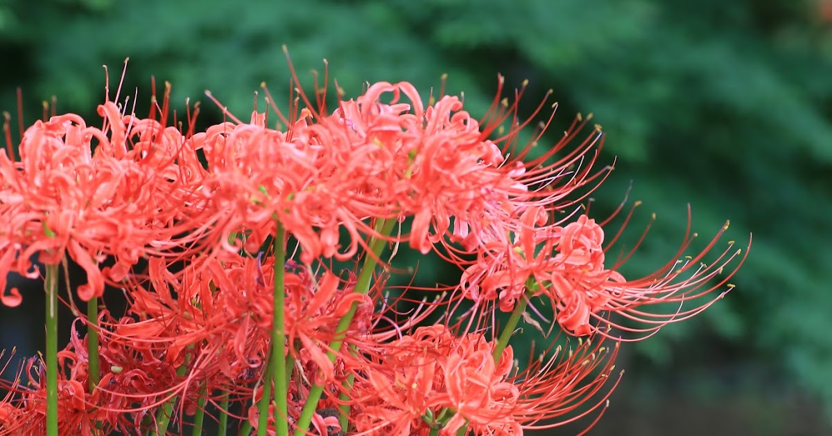 Хиганбана ликорис поле. Кравфурдия японская цветок. Японские цветы названия. Хамаю японские цветы.