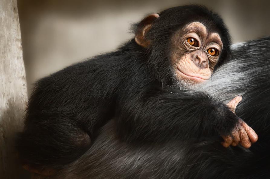 Stunning Wildlife Photography-1 | TJ ENTERTAINMENT