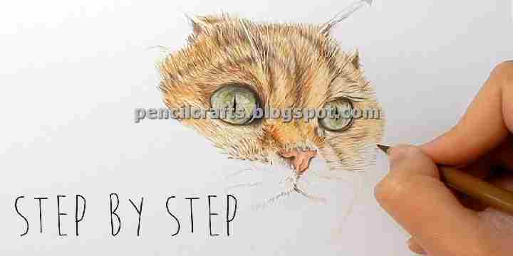 [45+] Color Pencil Sketches Of Cats | Cat Color Drawings,Cat Sketches