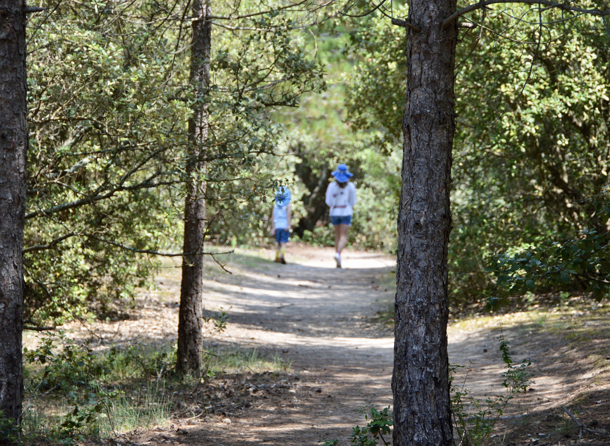 BALADE-FORÊT-FAMILLE-VENDEE-RANDONNÉE