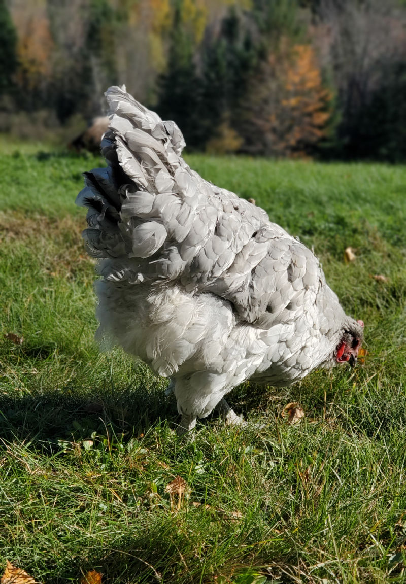 Gapeworm, Earthworms + Backyard Chickens Fresh Eggs Daily® with Lisa Steele