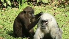 Legenda Kera Toakala Dari Maros #kera #Maros