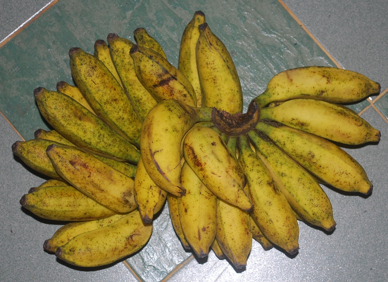 Suria Helang Lui Edible Landscape Banana Plants