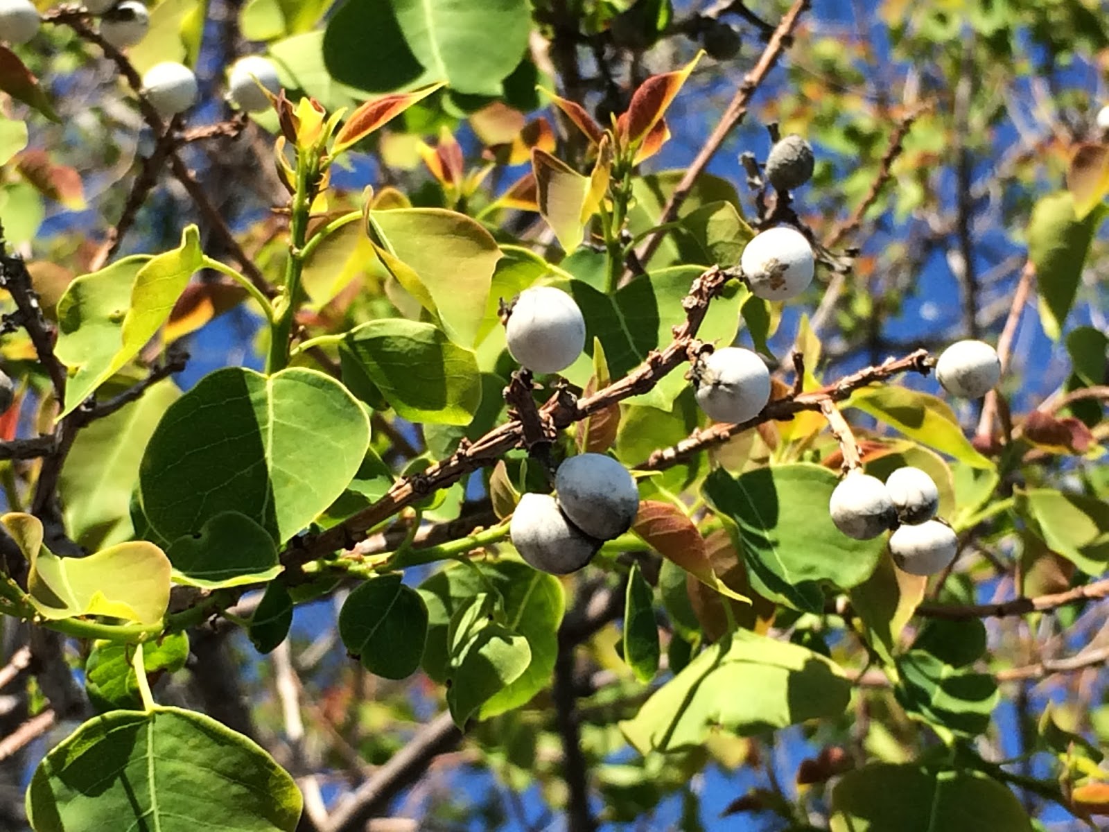 Trees of Santa Cruz County Triadica sebifera Chinese Tallow Tree