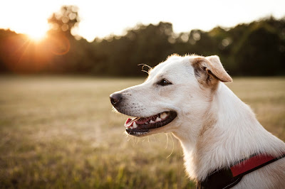 A photo of a dog in a red collar with the sun setting in the background