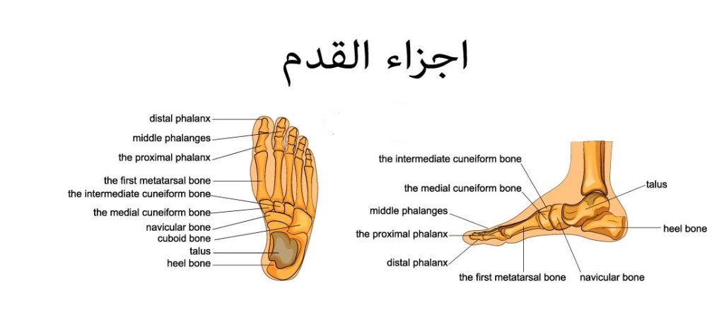 اسباب ألم في مشط القدم عند الاستيقاظ من النوم منتدى جنتنا