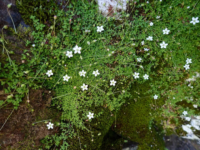 Arenaria balearica Arenaria balearica