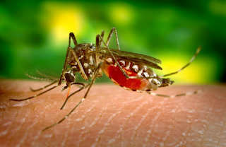 Mais de 200 casos prováveis (suspeitos e confirmados) de dengue