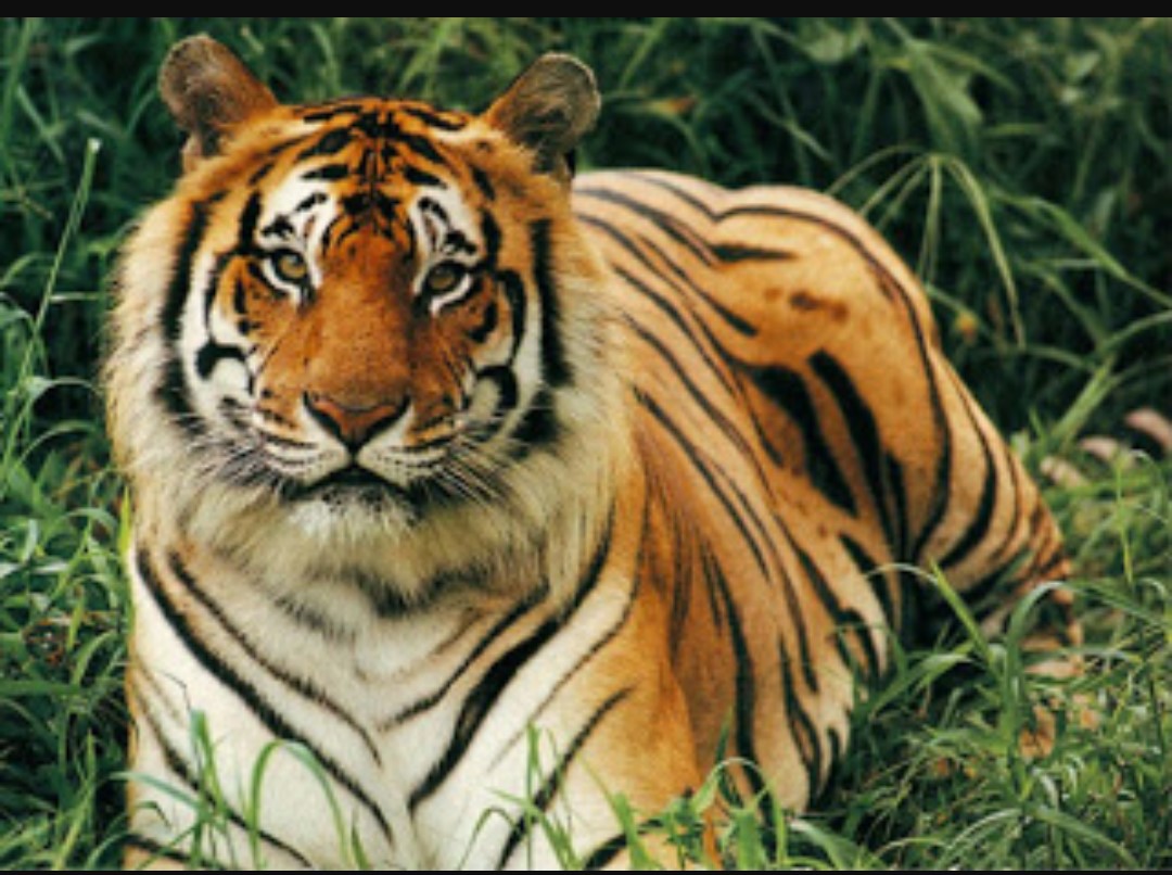 In the land of tigers by sreekesh puthuvassery ~ Baratheeyam