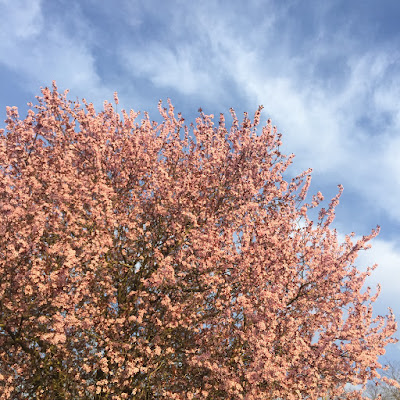 arrivée du printemps, les petites bulles de ma vie