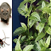If You Get This Plant At Home, You Will Never See Mice, Spiders And Other Insects Again