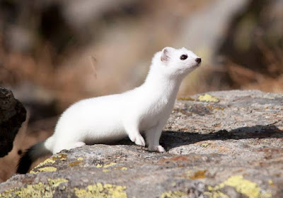 Ermine - Animals That Start With E Ermine - Animals That Start With E