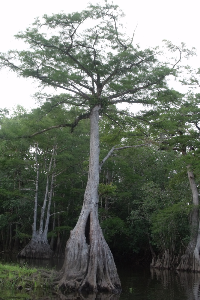 Passport America Site Seers River's Edge Campground, Holt, FL